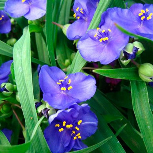 Tradescantia × andersoniana Blue - Andersoni tradeskantsia Blue